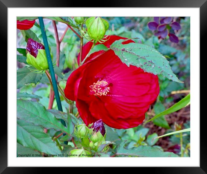 Red Hibiscus Framed Mounted Print by Stephanie Moore