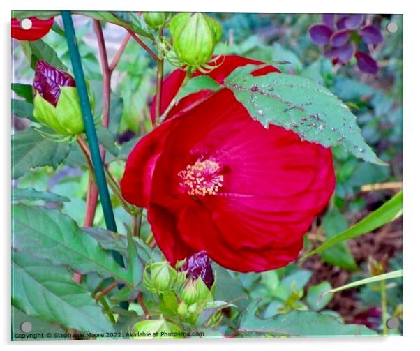 Red Hibiscus Acrylic by Stephanie Moore