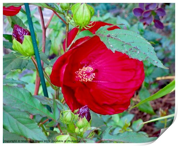 Red Hibiscus Print by Stephanie Moore