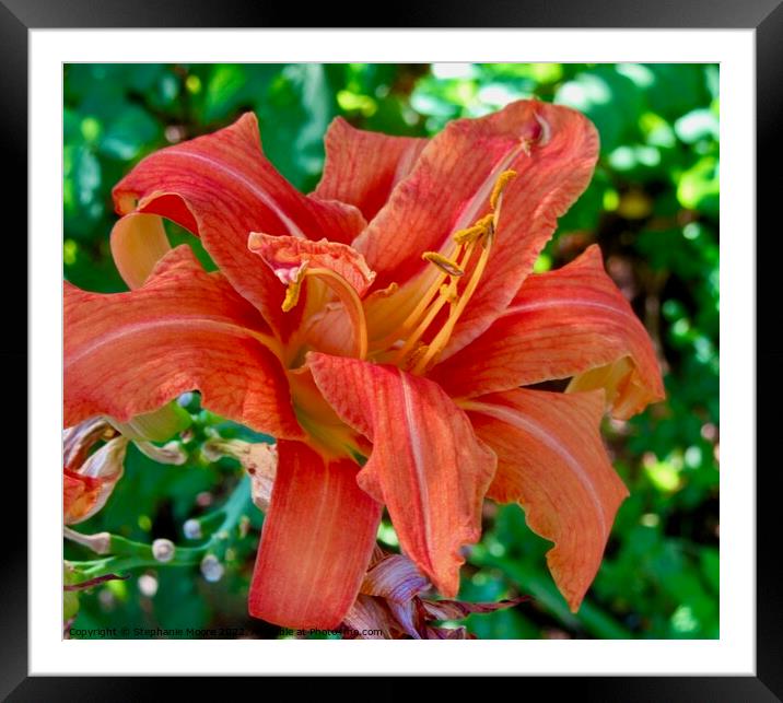 Orange Lily Framed Mounted Print by Stephanie Moore