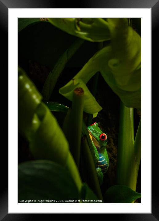 Red Eyed Tree Frog Framed Mounted Print by Nigel Wilkins