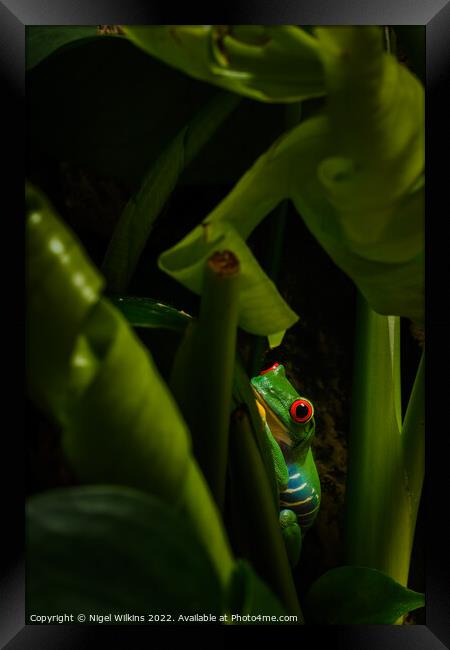 Red Eyed Tree Frog Framed Print by Nigel Wilkins