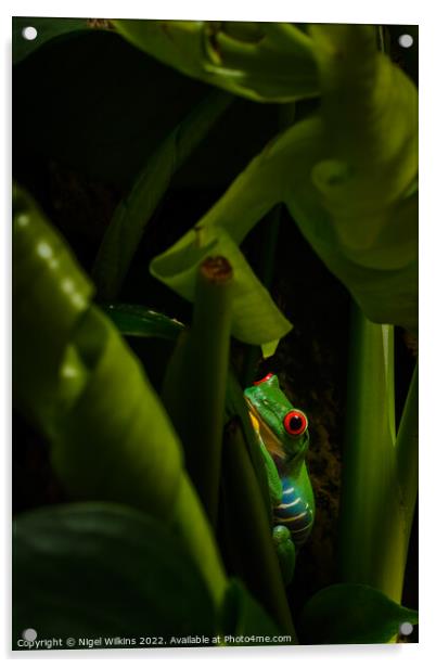 Red Eyed Tree Frog Acrylic by Nigel Wilkins