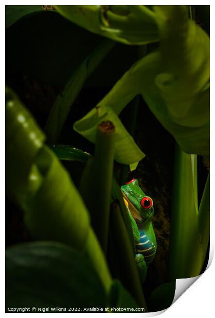 Red Eyed Tree Frog Print by Nigel Wilkins