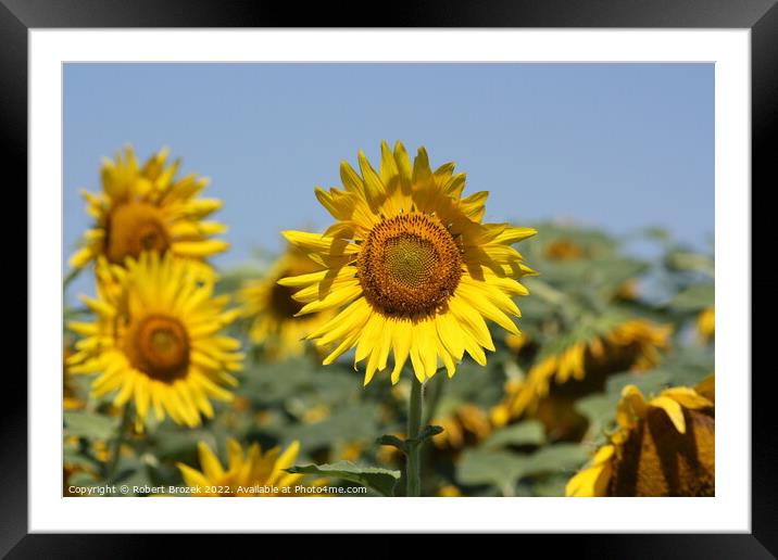 Sunflower in a field with blue sky Framed Mounted Print by Robert Brozek