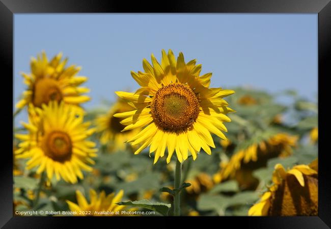 Sunflower in a field with blue sky Framed Print by Robert Brozek