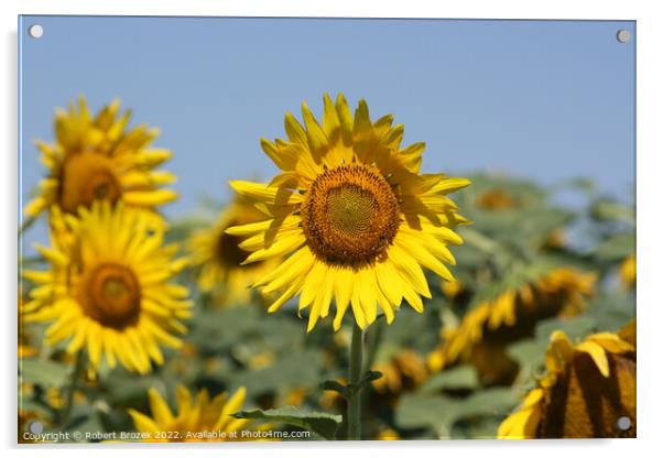 Sunflower in a field with blue sky Acrylic by Robert Brozek
