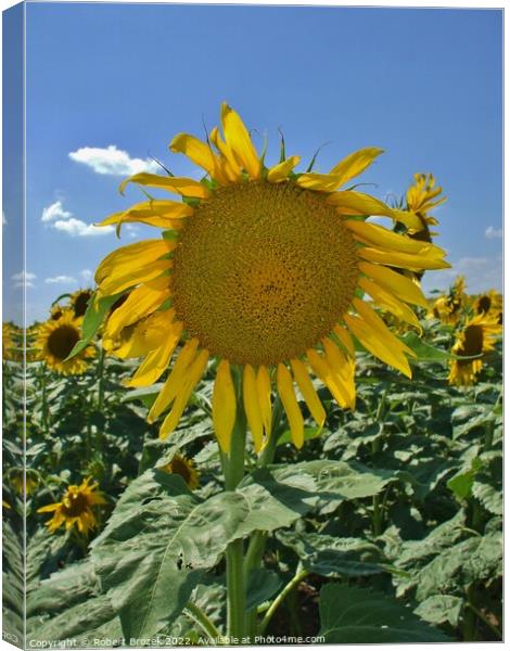 sunflower in a field with sky Canvas Print by Robert Brozek