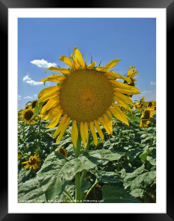 sunflower in a field with sky Framed Mounted Print by Robert Brozek