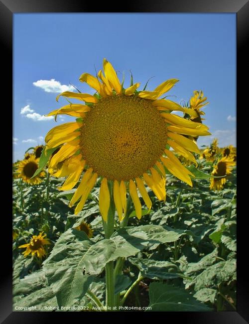 sunflower in a field with sky Framed Print by Robert Brozek