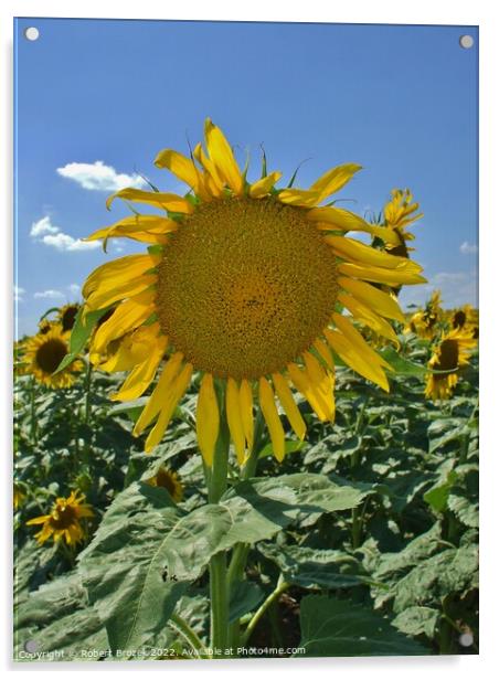 sunflower in a field with sky Acrylic by Robert Brozek
