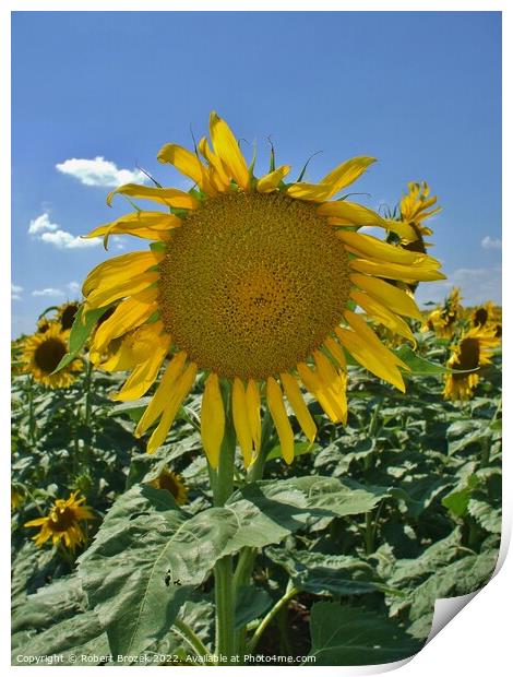 sunflower in a field with sky Print by Robert Brozek