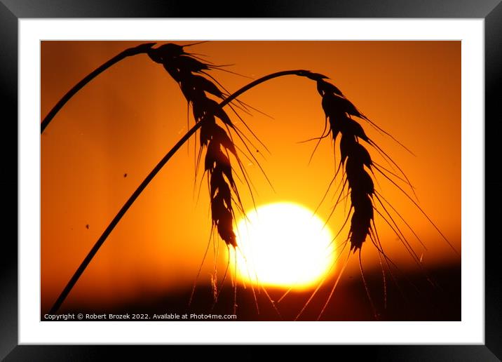 Outdoor sunset with wheat silhouette Framed Mounted Print by Robert Brozek