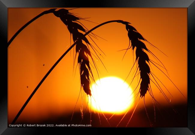 Outdoor sunset with wheat silhouette Framed Print by Robert Brozek