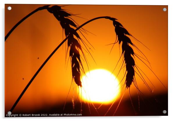 Outdoor sunset with wheat silhouette Acrylic by Robert Brozek