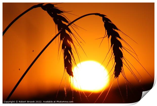 Outdoor sunset with wheat silhouette Print by Robert Brozek