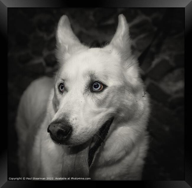 A white coated dog with beautiful eyes taken in Fakenham Norfolk UK Framed Print by Paul Stearman