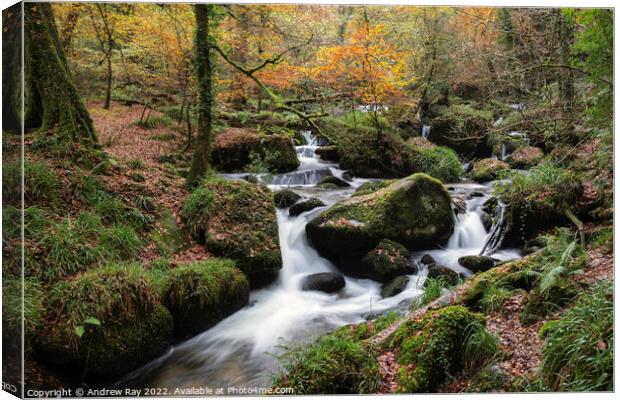 Kennall Vale Nature Reserve  Canvas Print by Andrew Ray