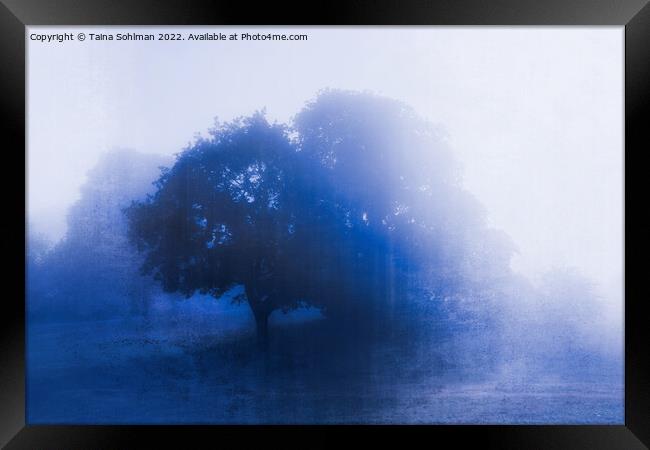 Tree in Blue Fog Blue Monochrome Framed Print by Taina Sohlman