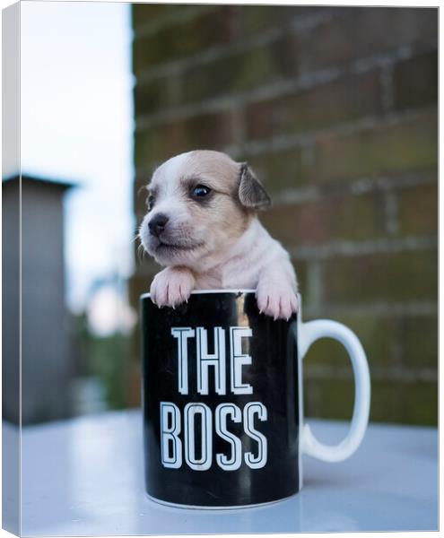 The Boss Canvas Print by Stephen Ward