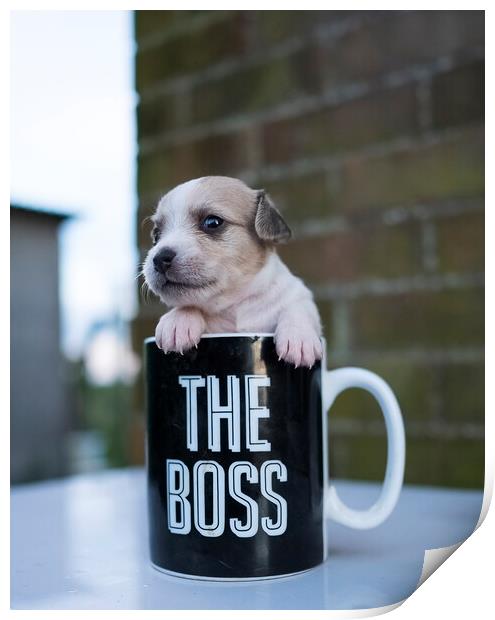 The Boss Print by Stephen Ward