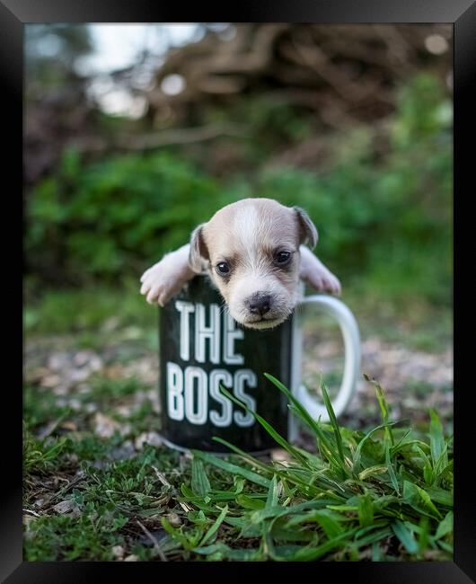 A dog sitting in a mug Framed Print by Stephen Ward