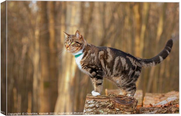Young Tabby Cat Standing on a Log Canvas Print by Christine Kerioak