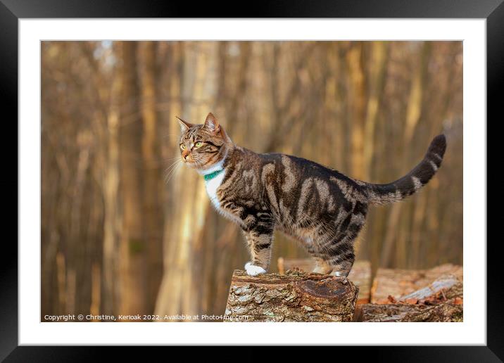 Young Tabby Cat Standing on a Log Framed Mounted Print by Christine Kerioak