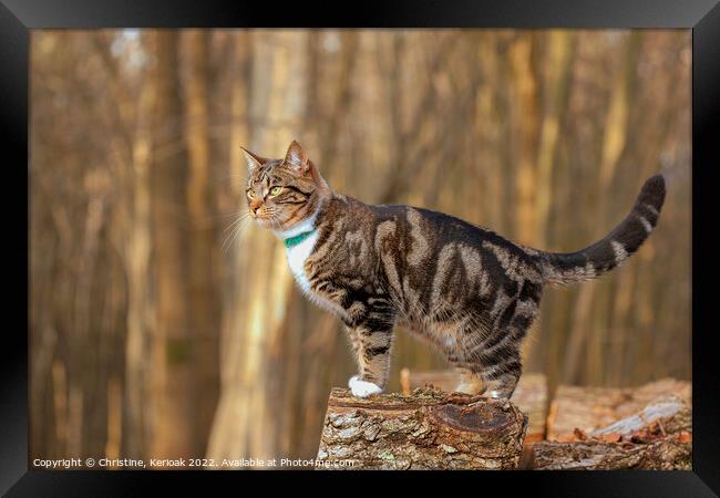 Young Tabby Cat Standing on a Log Framed Print by Christine Kerioak