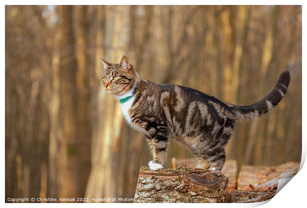 Young Tabby Cat Standing on a Log Print by Christine Kerioak
