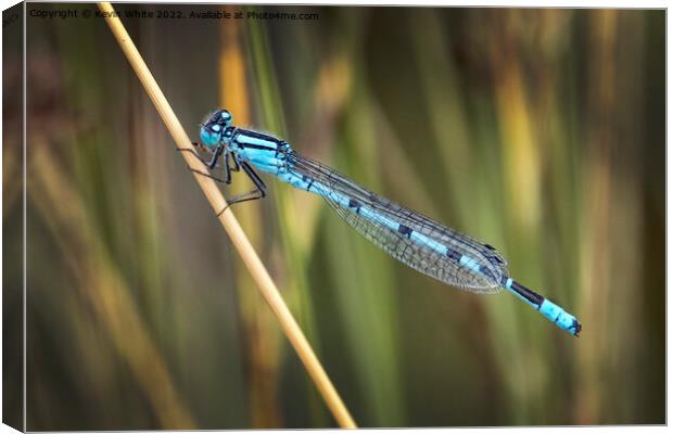 Blue dragonfly  Canvas Print by Kevin White
