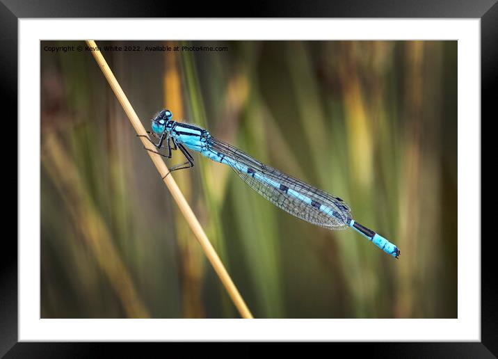Blue dragonfly  Framed Mounted Print by Kevin White