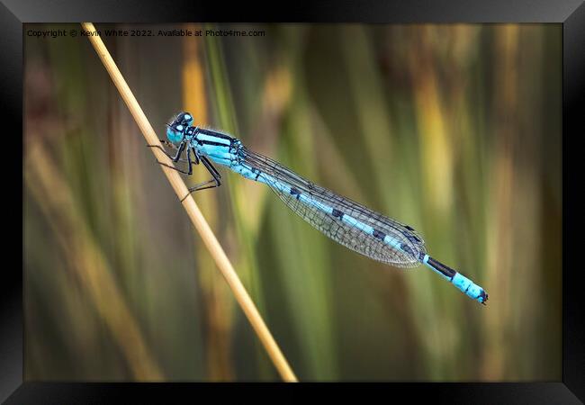 Blue dragonfly  Framed Print by Kevin White