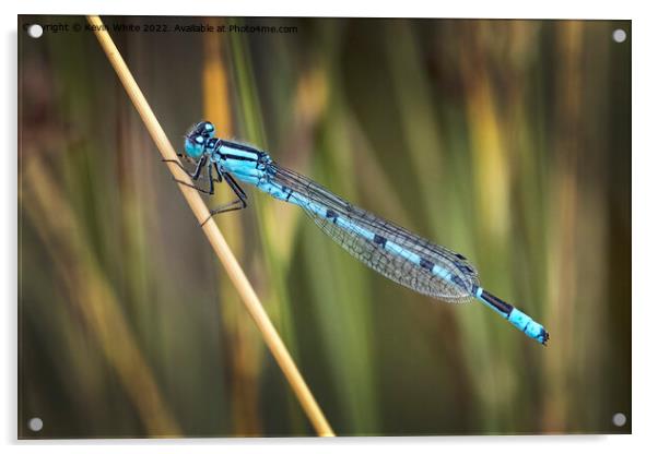 Blue dragonfly  Acrylic by Kevin White