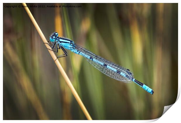 Blue dragonfly  Print by Kevin White