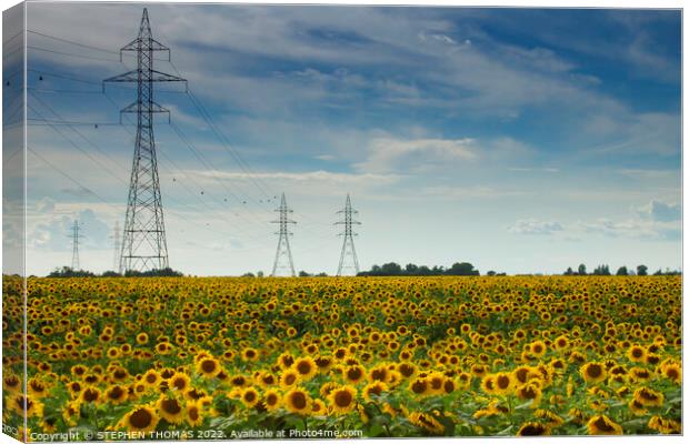 Sunflower with Power Canvas Print by STEPHEN THOMAS