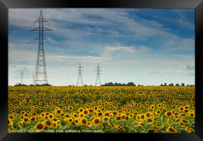 Sunflower with Power Framed Print by STEPHEN THOMAS
