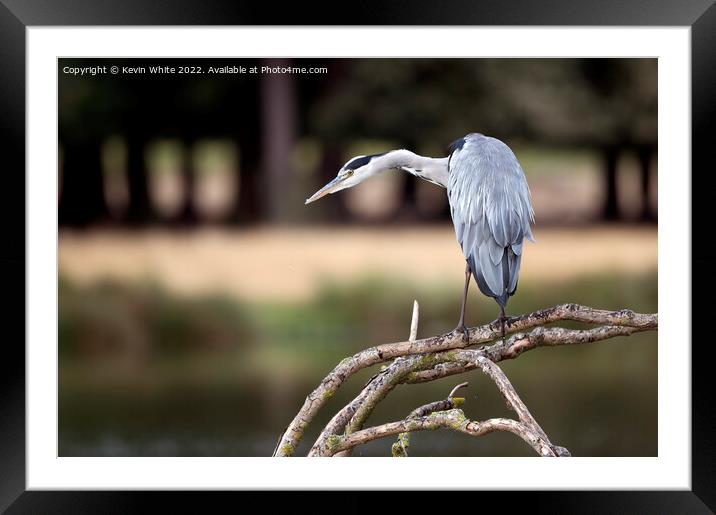 Stealth like pose of a hungry heron Framed Mounted Print by Kevin White