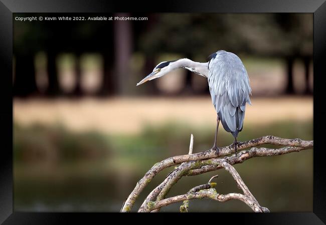 Stealth like pose of a hungry heron Framed Print by Kevin White