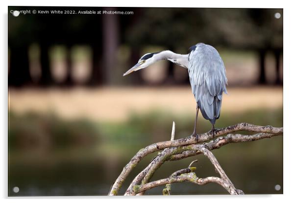 Stealth like pose of a hungry heron Acrylic by Kevin White