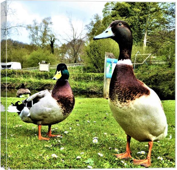 A ducks' life Canvas Print by Mark Chesters