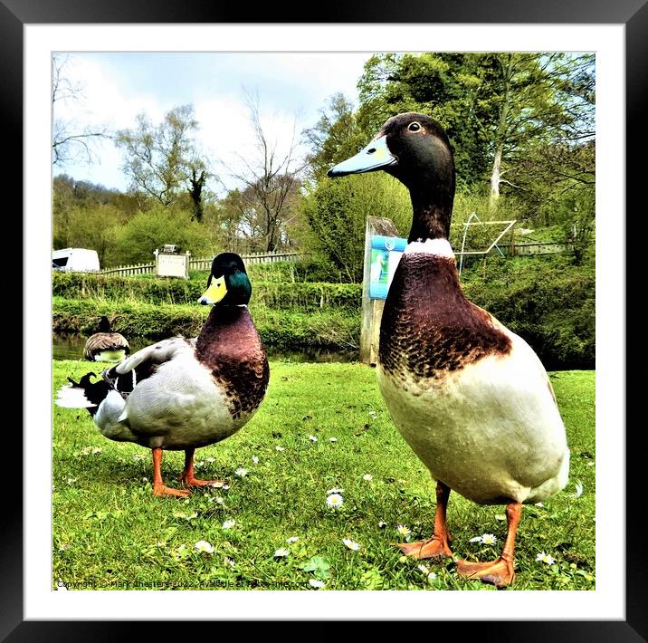 A ducks' life Framed Mounted Print by Mark Chesters