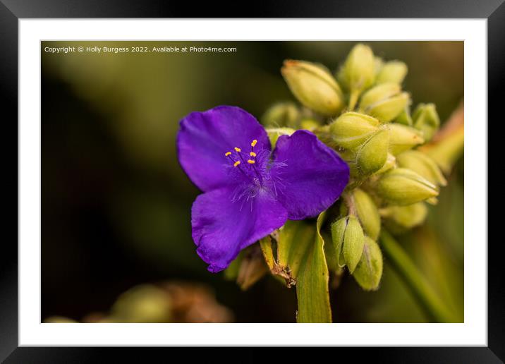 'Violet Elegance: Tradescantia Pallida Blooming' Framed Mounted Print by Holly Burgess