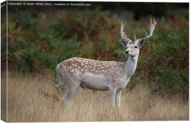 European fallow deer Canvas Print by Kevin White