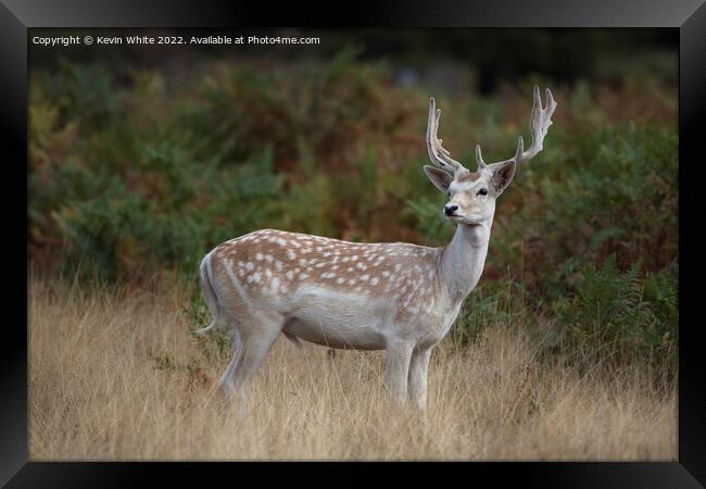 European fallow deer Framed Print by Kevin White