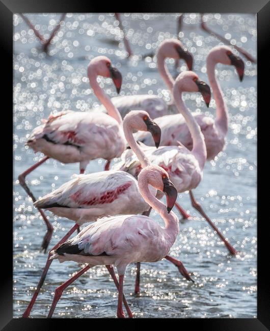 Stepping Out, Lesser Flamingos Framed Print by Belinda Greb