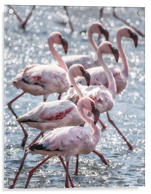 Stepping Out, Lesser Flamingos Acrylic by Belinda Greb
