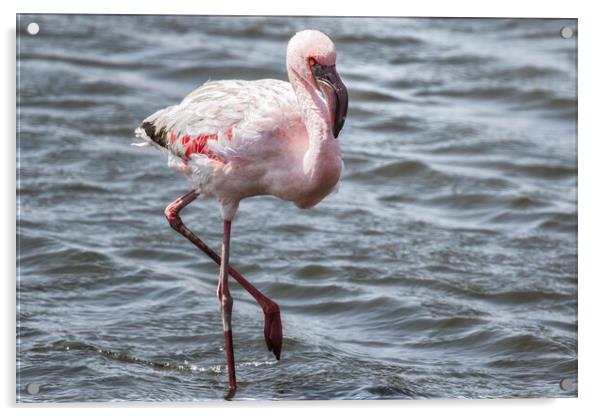 Lesser Flamingo, No. 1 Acrylic by Belinda Greb