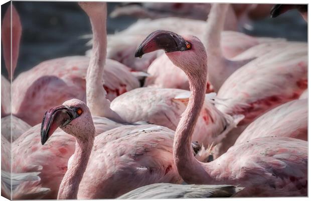 Two in a Crowd, Lesser Flamingos Canvas Print by Belinda Greb