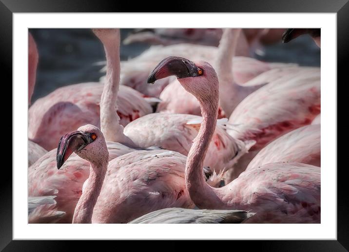 Two in a Crowd, Lesser Flamingos Framed Mounted Print by Belinda Greb
